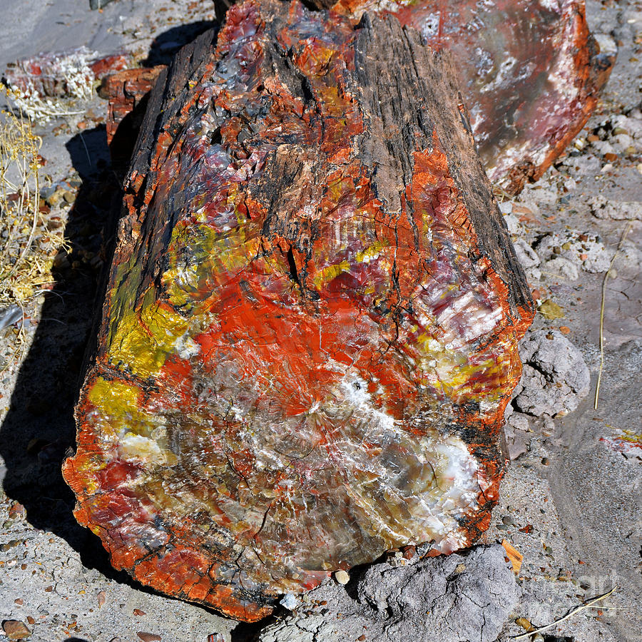 Nature Photograph - Petrified Wood Log Rainbow Crystalization at Petrified Forest National Park Square by Shawn OBrien