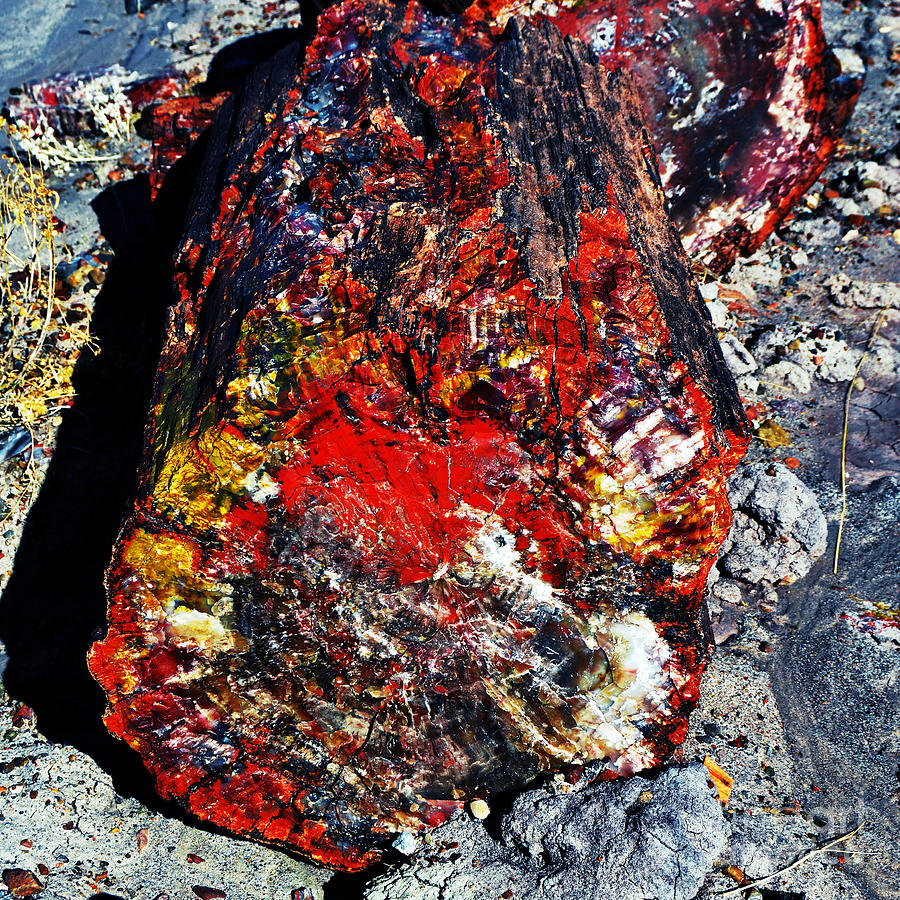 Petrified Wood Log Rainbow Crystalization at Petrified Forest National Park Square Vivid Photograph by Shawn OBrien