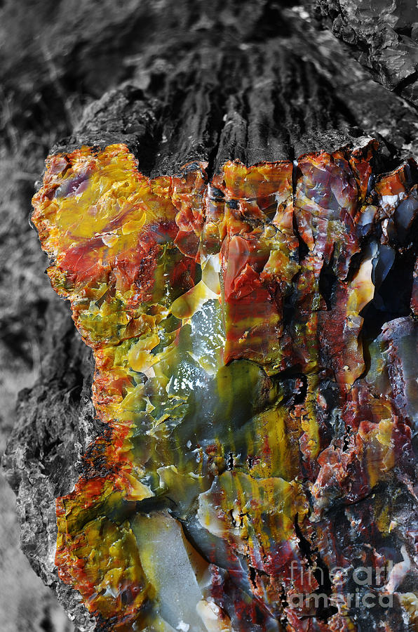 Petrified Wood Macro at Petrified Forest National Park Color Splash Black and White Photograph by Shawn OBrien