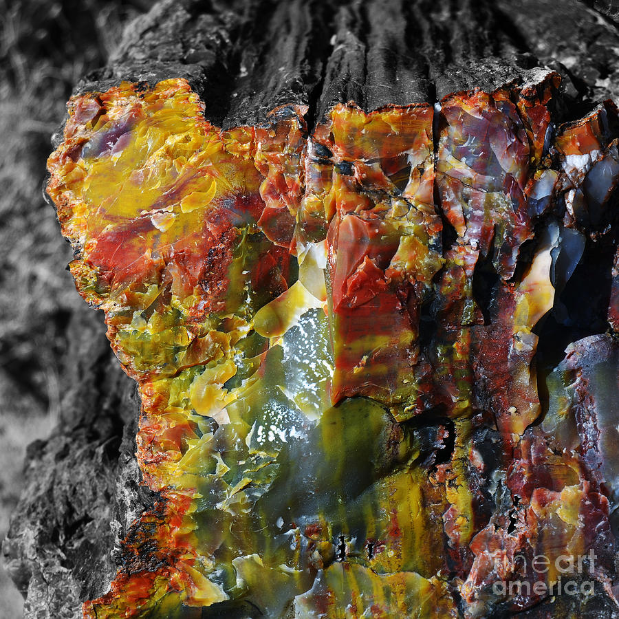Petrified Wood Macro at Petrified Forest National Park Square Color Splash Black and White Photograph by Shawn OBrien