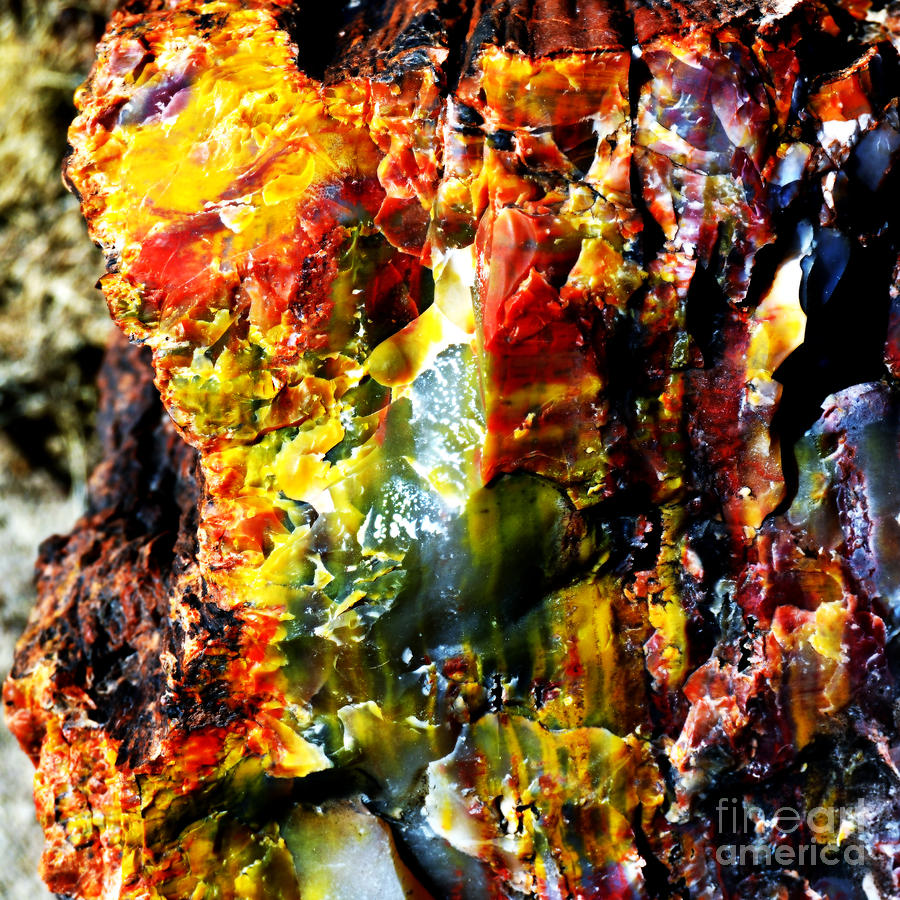 Petrified Wood Macro at Petrified Forest National Park Square Vivid Color Photograph by Shawn OBrien
