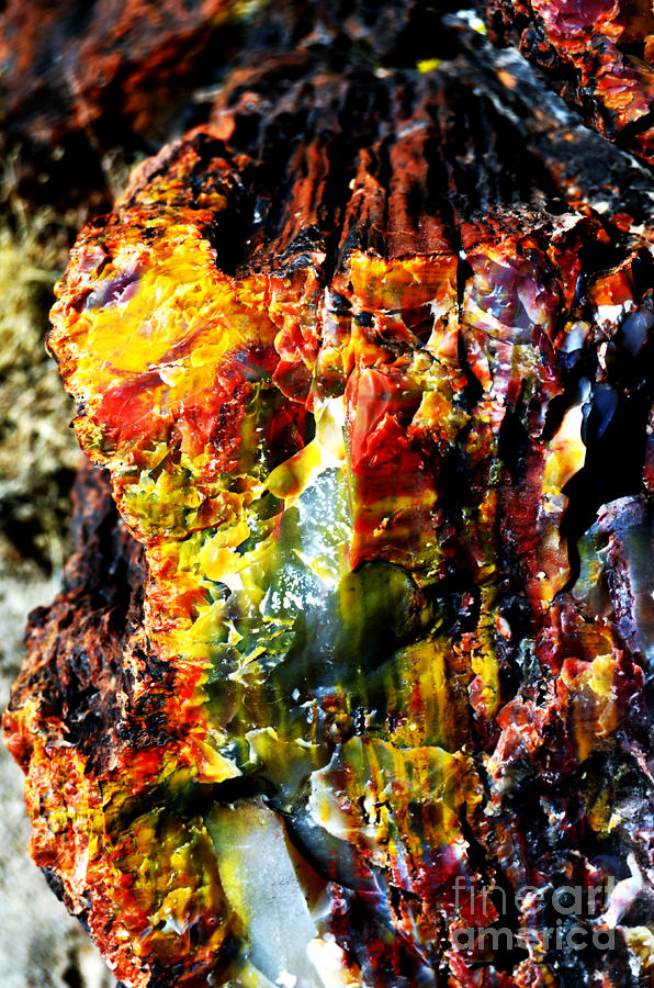 Petrified Wood Macro at Petrified Forest National Park Vivid Color Photograph by Shawn OBrien