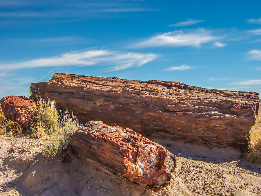 Petrified Wood Photograph by Marc Crumpler