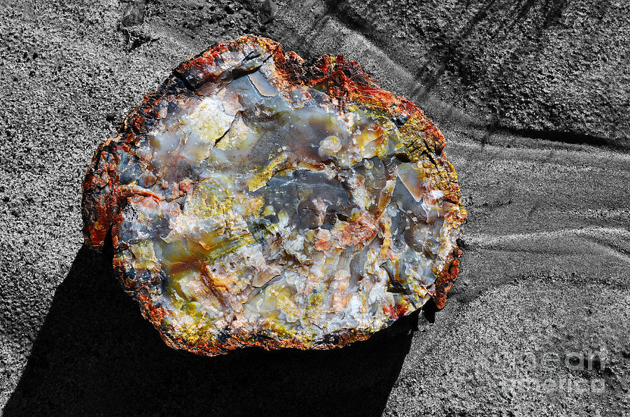 Black And White Photograph - Petrified Wood Rainbow Cross Section Macro at Petrified Forest National Park Color Splash   by Shawn OBrien