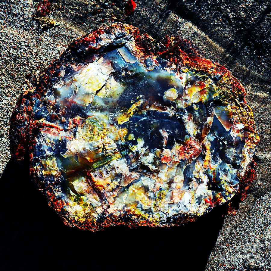 Petrified Wood Rainbow Cross Section Macro at Petrified Forest National Park Square Vivid Photograph by Shawn OBrien