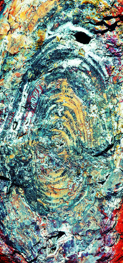 Petrified Wood Rainbow Cross Section Macro at Petrified Forest National Park Vertical Vivid Photograph by Shawn OBrien