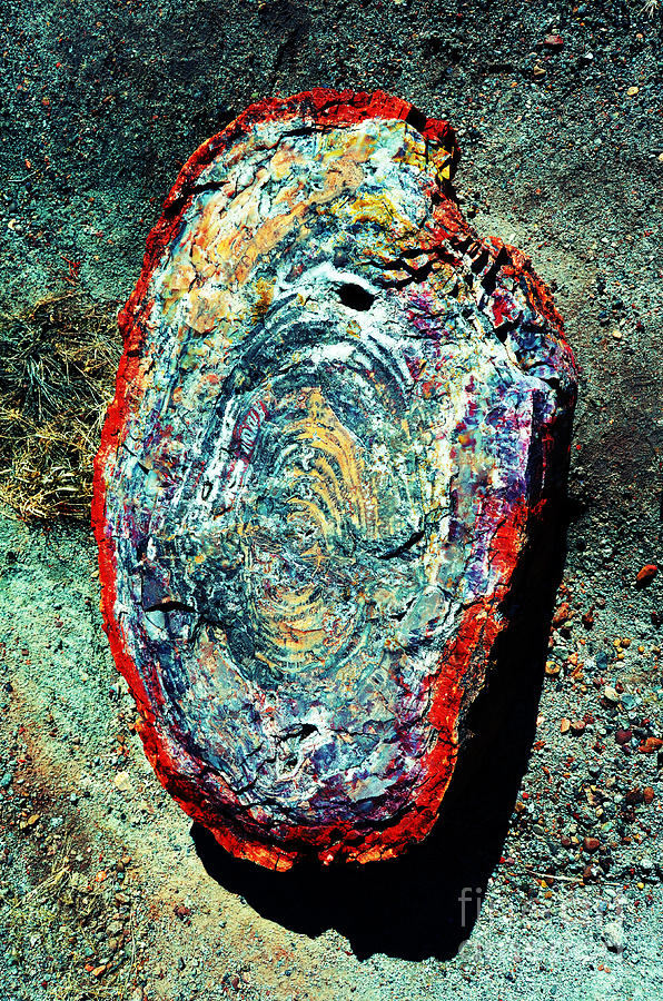 Petrified Wood Rainbow Cross Section Macro at Petrified Forest National Park Vivid Photograph by Shawn OBrien