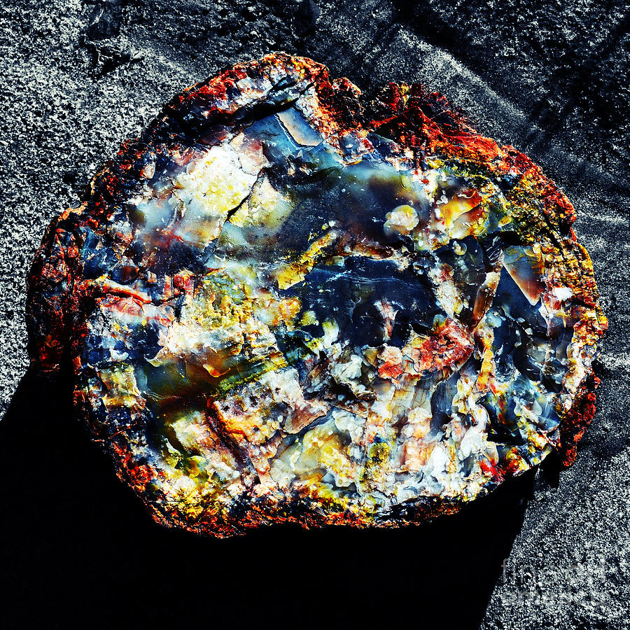 Petrified Wood Rainbow Cross Section Macro Petrified Forest National Park Square Vivid Color Splash Photograph by Shawn OBrien