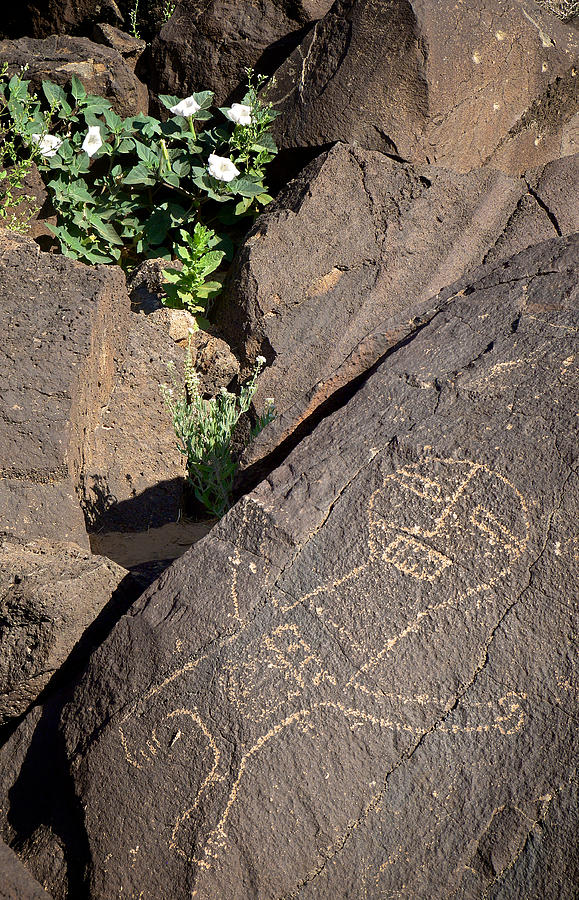 Petroglyph and Sacred Datura - Petroglyph National Monument Photograph by Mary Lee Dereske