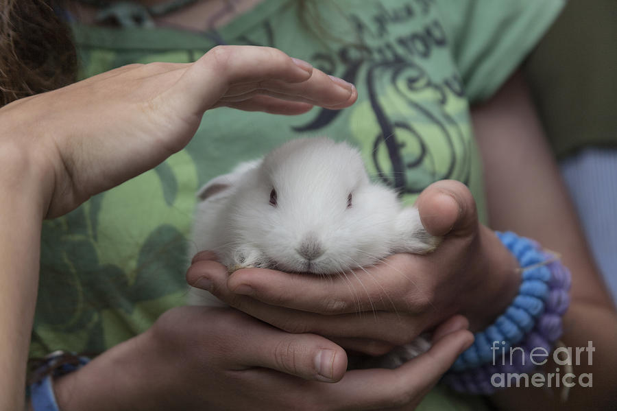 Petting Baby Rabbit Photograph by Diane Macdonald