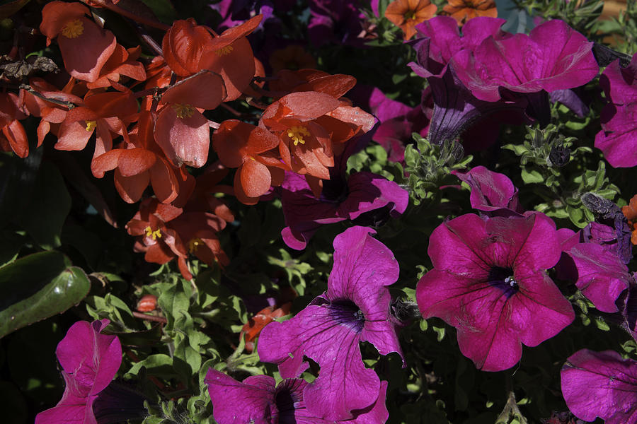 Petunia and Begonia Photograph by Patrick Kessler - Pixels