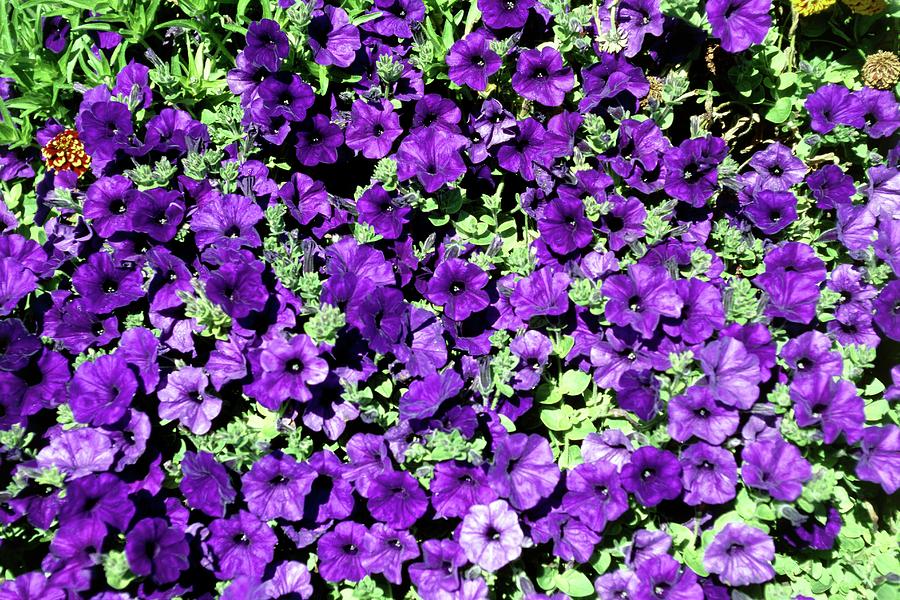 Petunia 'blue Wave' Photograph by Mike Comb/science Photo Library ...