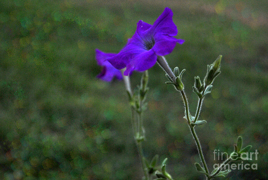Purple Petunia Botanical Study Photograph by Pamela Smale Williams