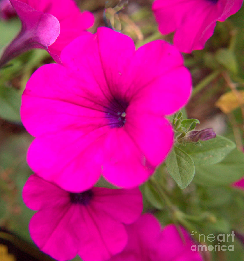 Petunia Delight Photograph by Luther Fine Art