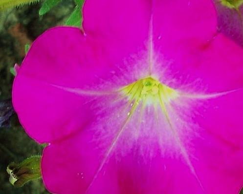 Petunia Fairy Photograph by  Sharon Ackley