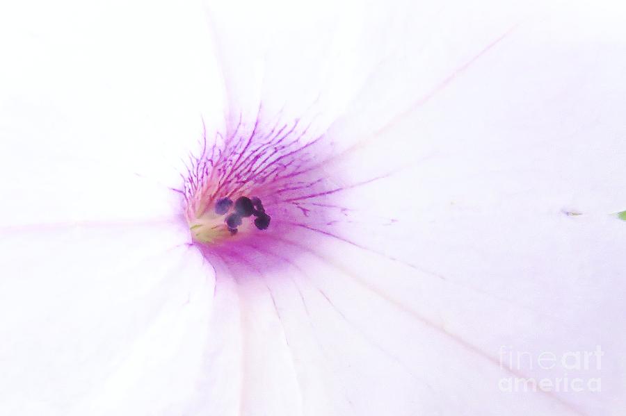 Petunia Flower Photograph by Scott Cameron
