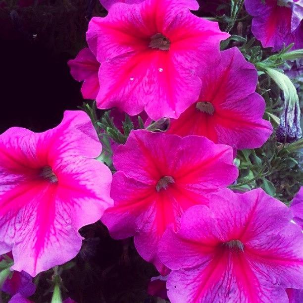 Pdx Photograph - #petunia #hotpink #brilliant by M R M