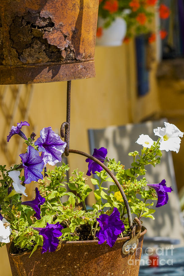 Petunia in rusty pot Photograph by Patricia Hofmeester