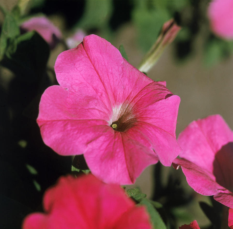 Petunia Photograph by Jeanne White - Fine Art America