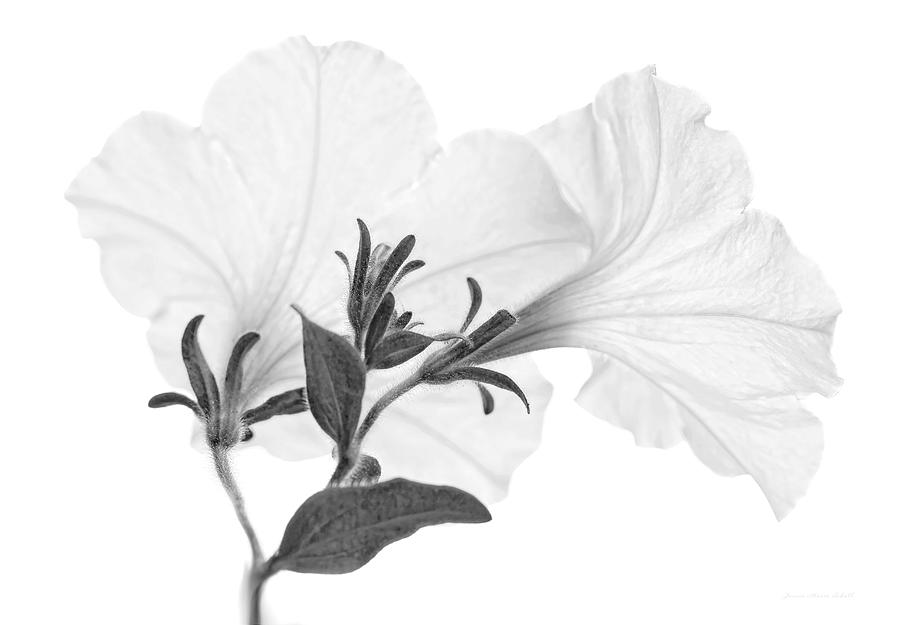 White Petunia Flowers Monochrome Photograph by Jennie Marie Schell