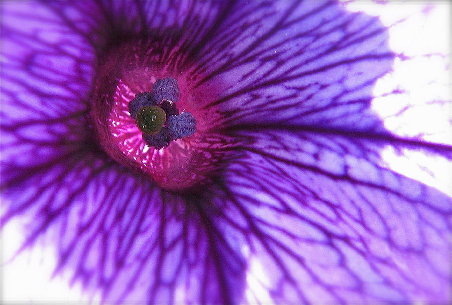 Petunia Photograph by Tracy Male