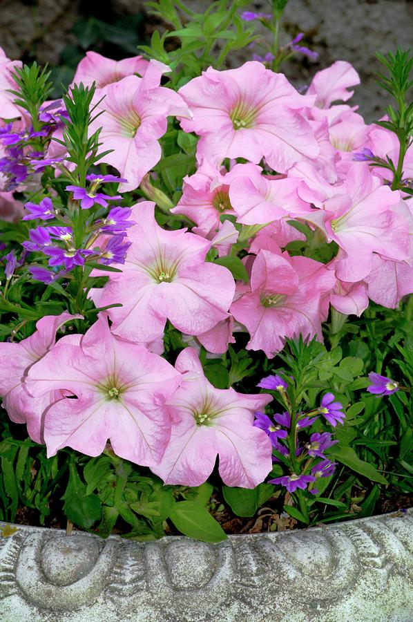 Petunia X Hybrida pink Lady Photograph by Brian Gadsby/science Photo Library