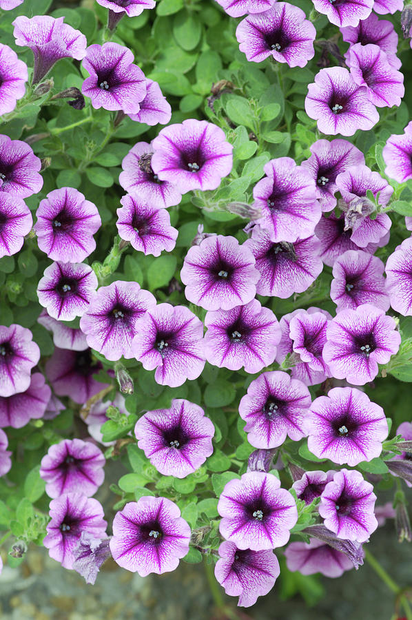 Nature Photograph - Petunia X Hybrida strawberry Sundae by Brian Gadsby/science Photo Library