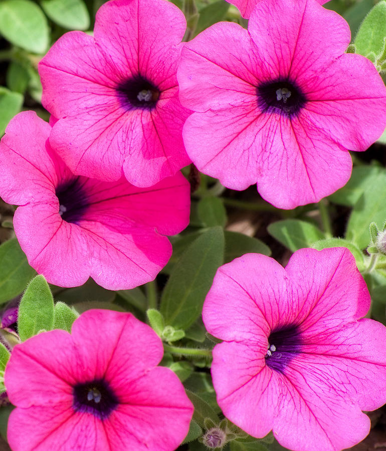 Petunias Bright Pink  Photograph by Denise Beverly