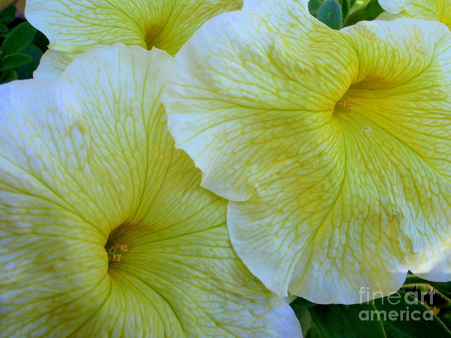Petunias Dressed In Yellow Photograph