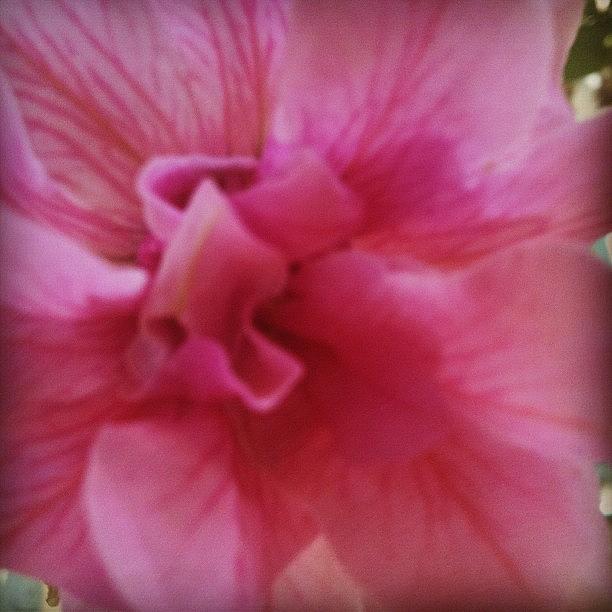 Summer Photograph - #petunias #garden #flowers #summer #pink by Brittany Brakefield
