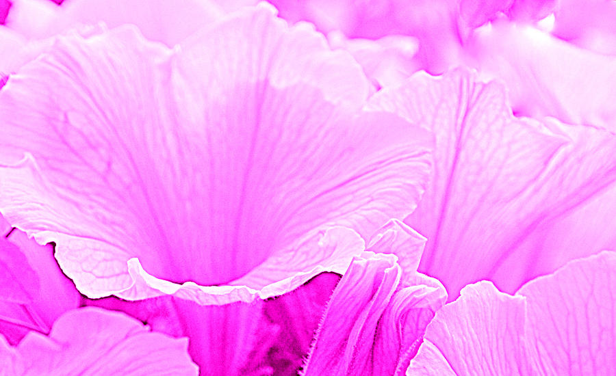 Petunias Purple Photograph by Joan Han