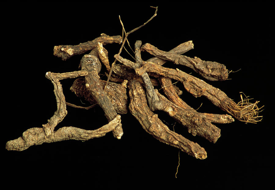 Peucedanum Roots Photograph by Th Foto-werbung/science Photo Library