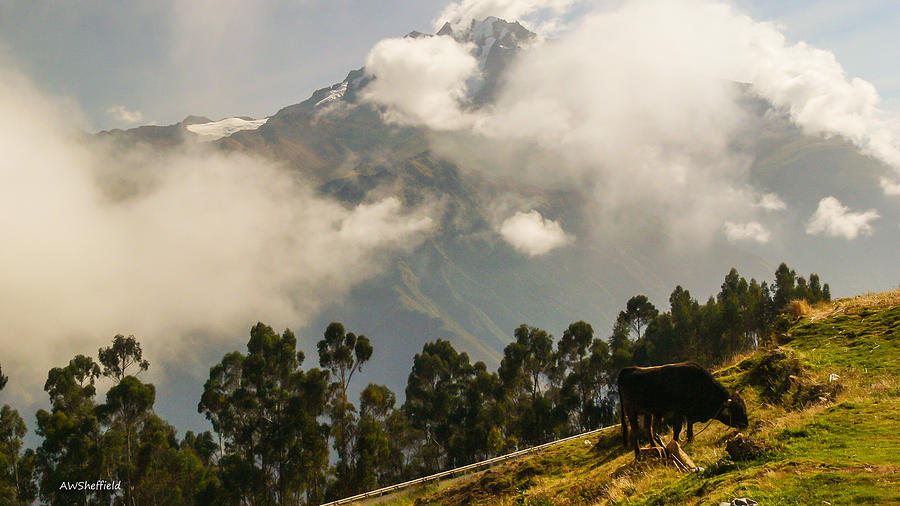 Mountain Photograph - Peru Mountains with Cow by Allen Sheffield