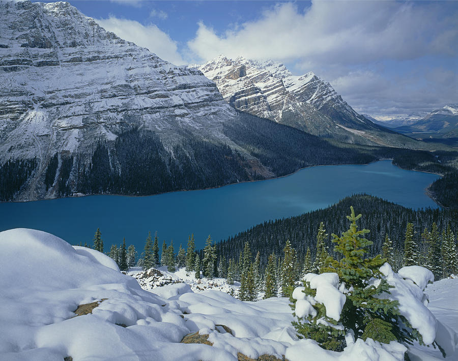 1M3639-Peyto Lake after Snowfall,Canadian Rockies Photograph by Ed  Cooper Photography
