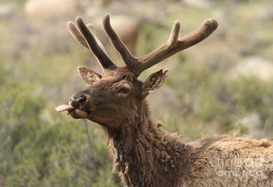 Rocky Mountain National Park Photograph - Pfffft by Adam Jewell