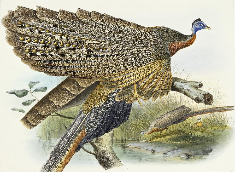 Pheasant Painting - Phadianidae.  Argusianus Grayli by Daniel Girard Elliot