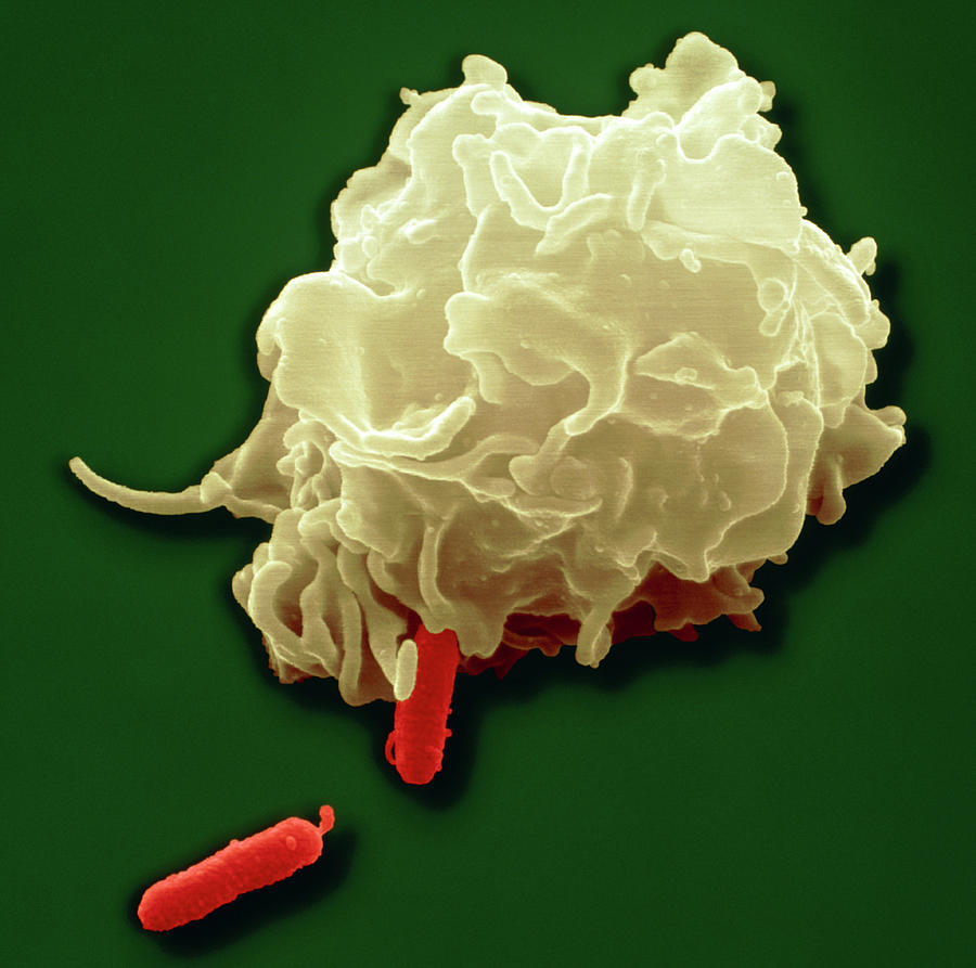 Phagocytosis Photograph by Juergen Berger/science Photo Library