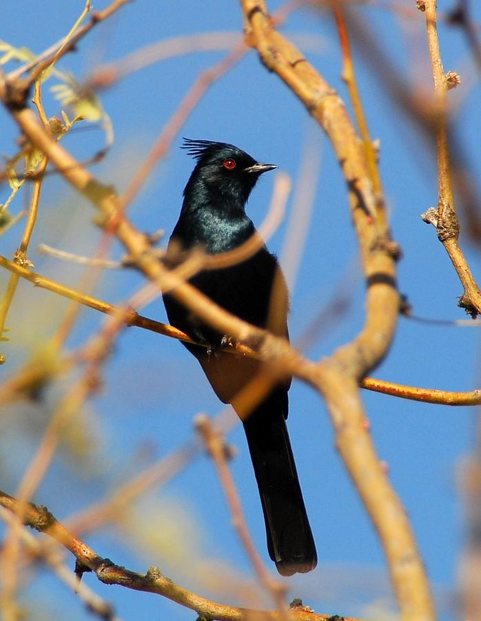 Phainopepla Photograph by Cascade Colors