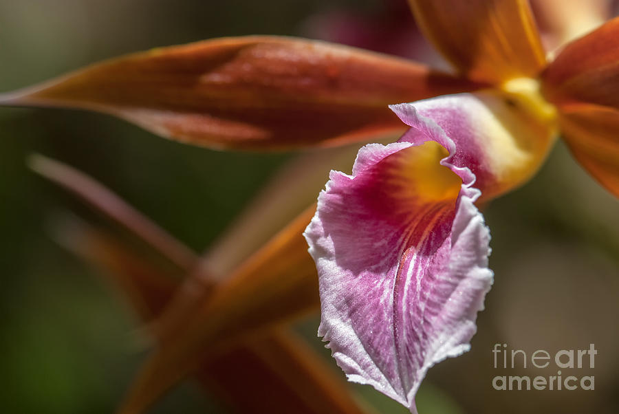 Phaius Tankervilleae Orchid Photograph