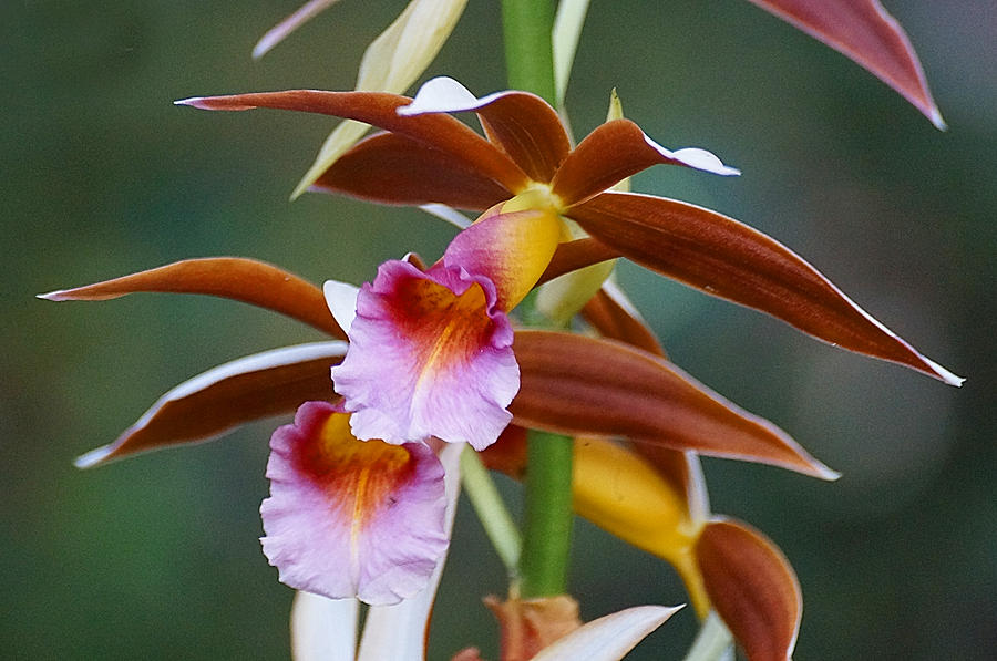Orchid Photograph - Phaius Tankervilliae Orchid by Blair Wainman