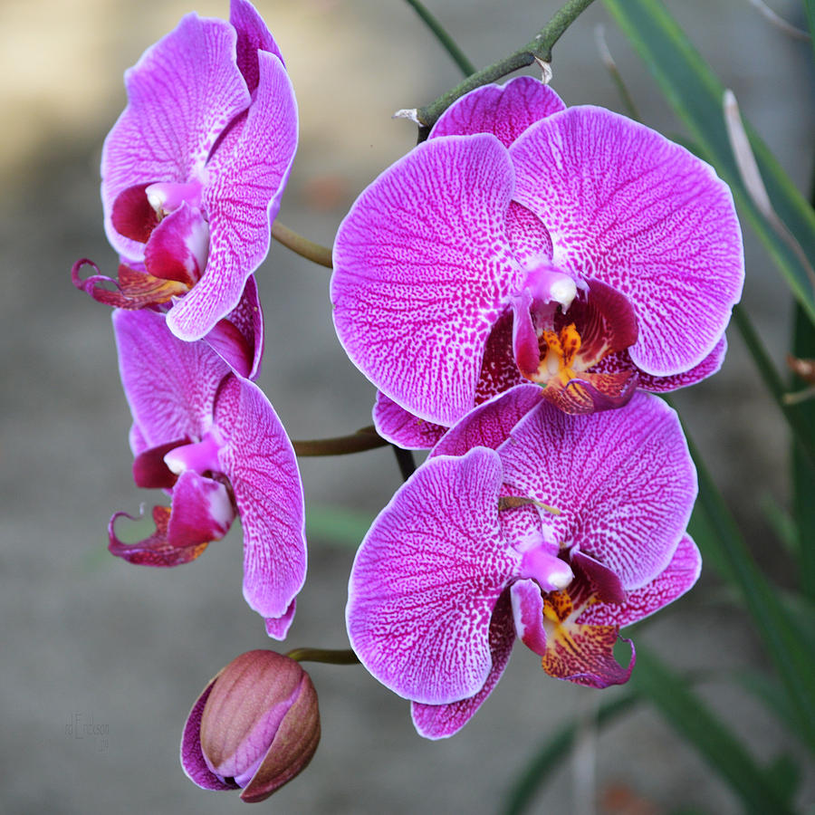 Phalaenopis Orchids Photograph by Roy Erickson - Fine Art America