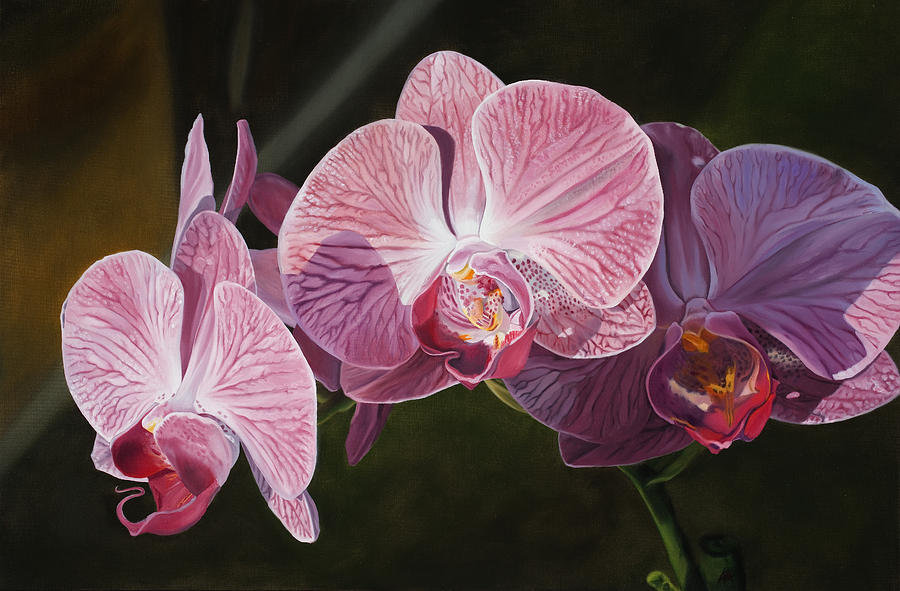 Orchid Painting - Phalaenopisis Orchid II by Kevin Aita