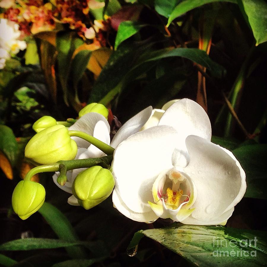 Phalaenopsis  Photograph by Angela Rath