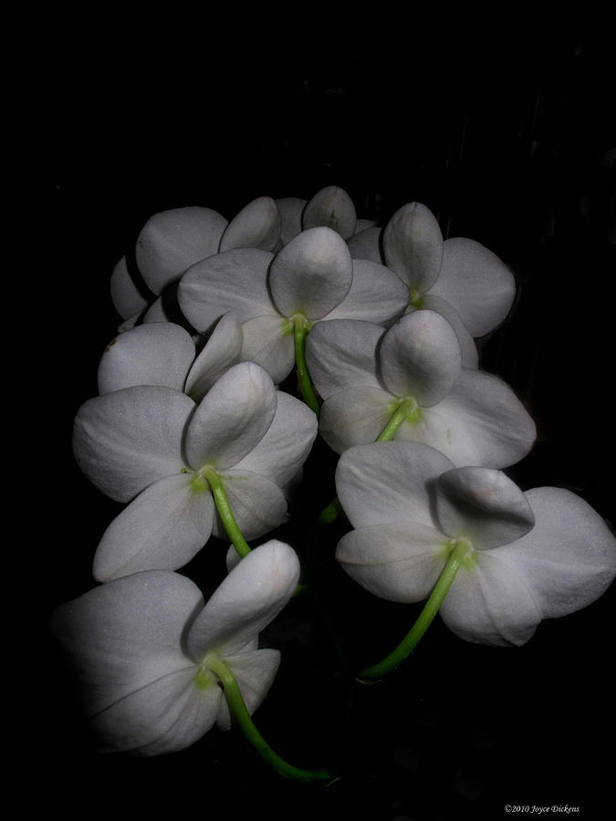 Phalaenopsis Backs Photograph by Joyce Dickens