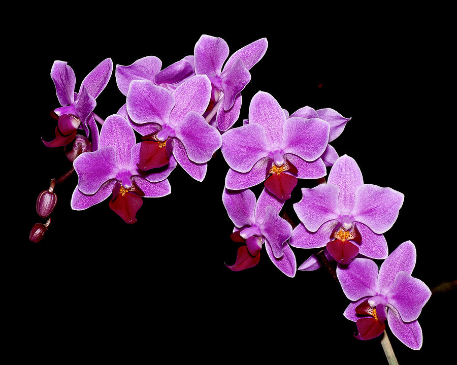 Phalaenopsis Photograph by Carol Erikson