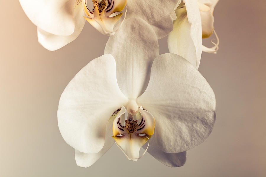Phalaenopsis closeup Photograph by Sviatlana Kandybovich