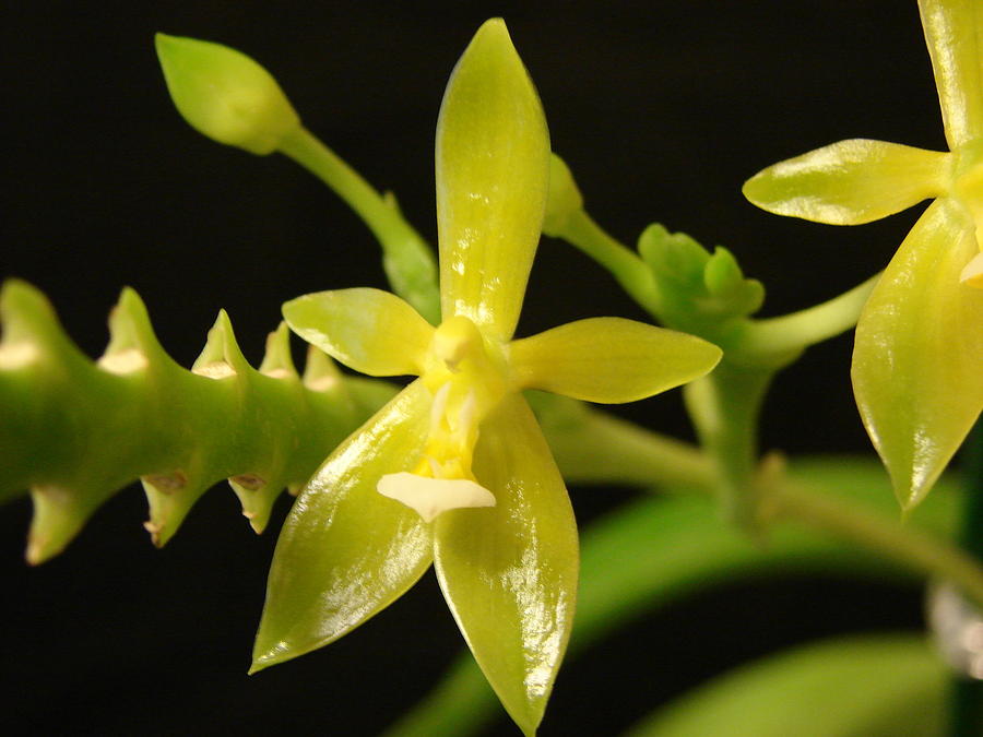 Phalaenopsis Cornu-cervi Var. Flava Photograph