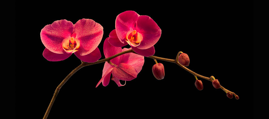 Phalaenopsis Photograph by Debra and Dave Vanderlaan