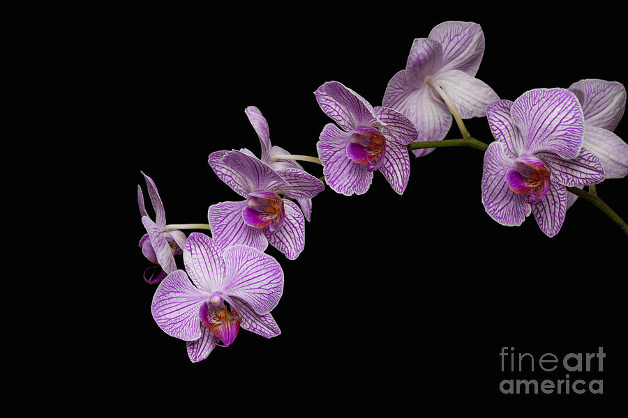 Phalaenopsis  Photograph by Diane Macdonald