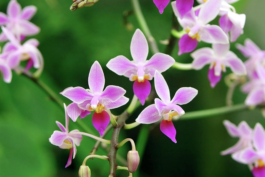 Phalaenopsis 'equestris' Photograph by Neil Joy/science Photo Library ...